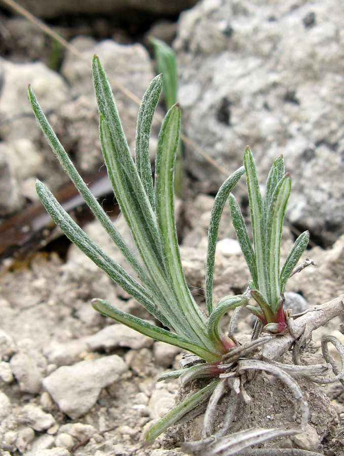 Изображение особи Jurinea stoechadifolia.