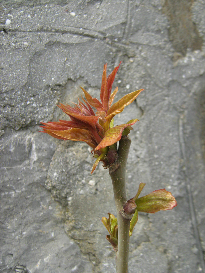 Image of Ailanthus altissima specimen.