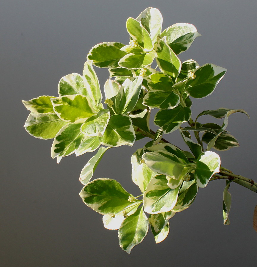 Image of Euonymus fortunei specimen.