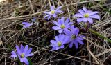 Anemone caucasica