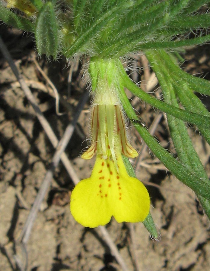 Image of Ajuga glabra specimen.