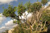 Euphorbia hierosolymitana. Цветущее растение на каменистом склоне. Израиль, горный массив Кармель, гора Шокеф. 19.01.2012.