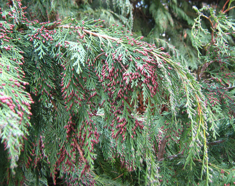 Image of Chamaecyparis lawsoniana specimen.