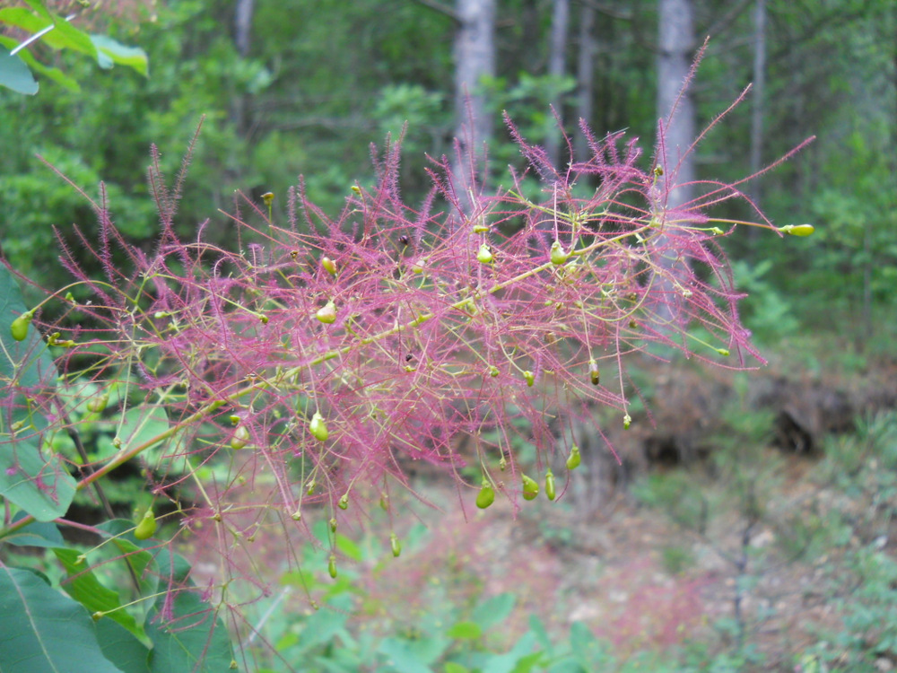 Изображение особи Cotinus coggygria.