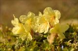 Rhododendron aureum. Цветки. Магаданская обл., Колымское нагорье, Джелгалинский перевал. 12.06.2012.