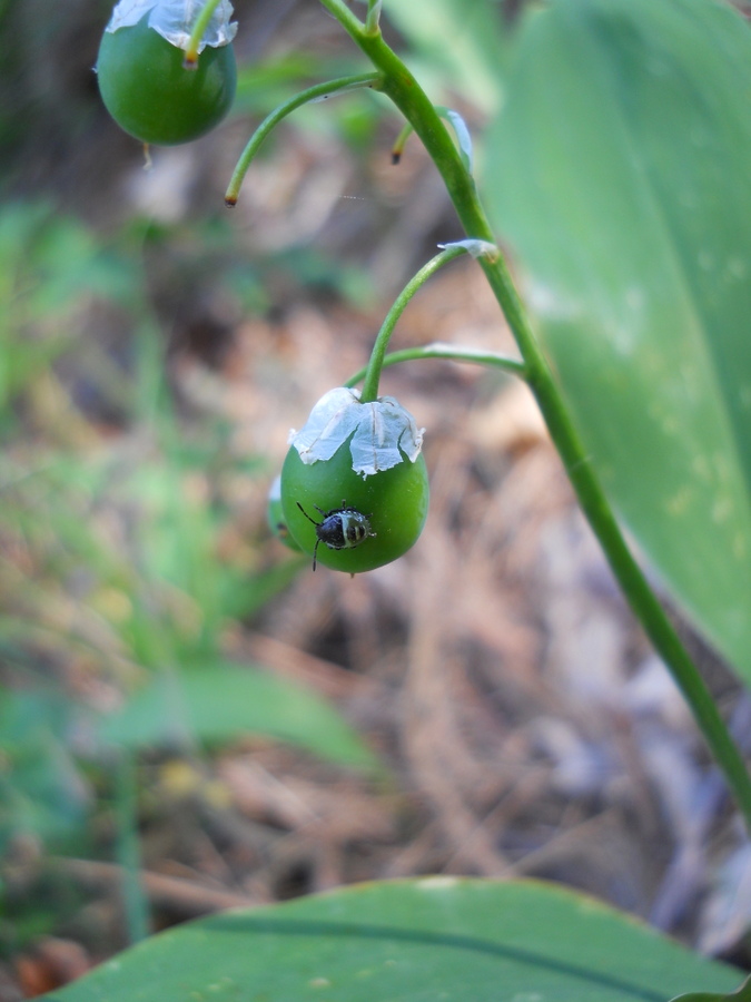 Image of Convallaria majalis specimen.