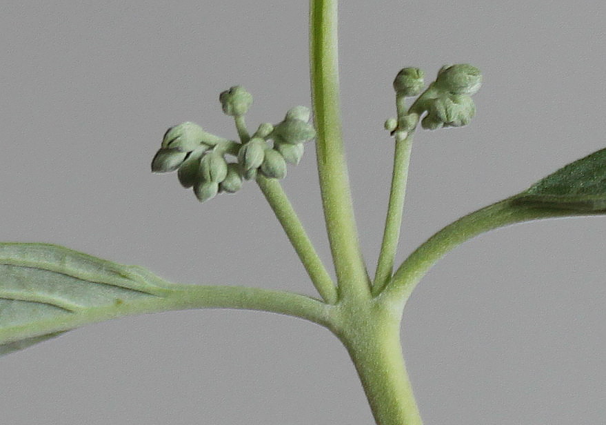 Image of Caryopteris &times; clandonensis specimen.