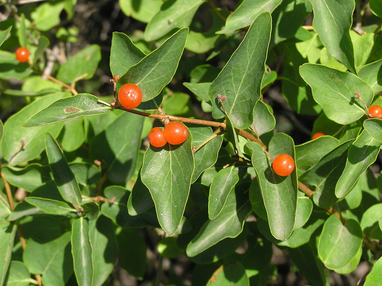 Image of Lonicera tatarica specimen.