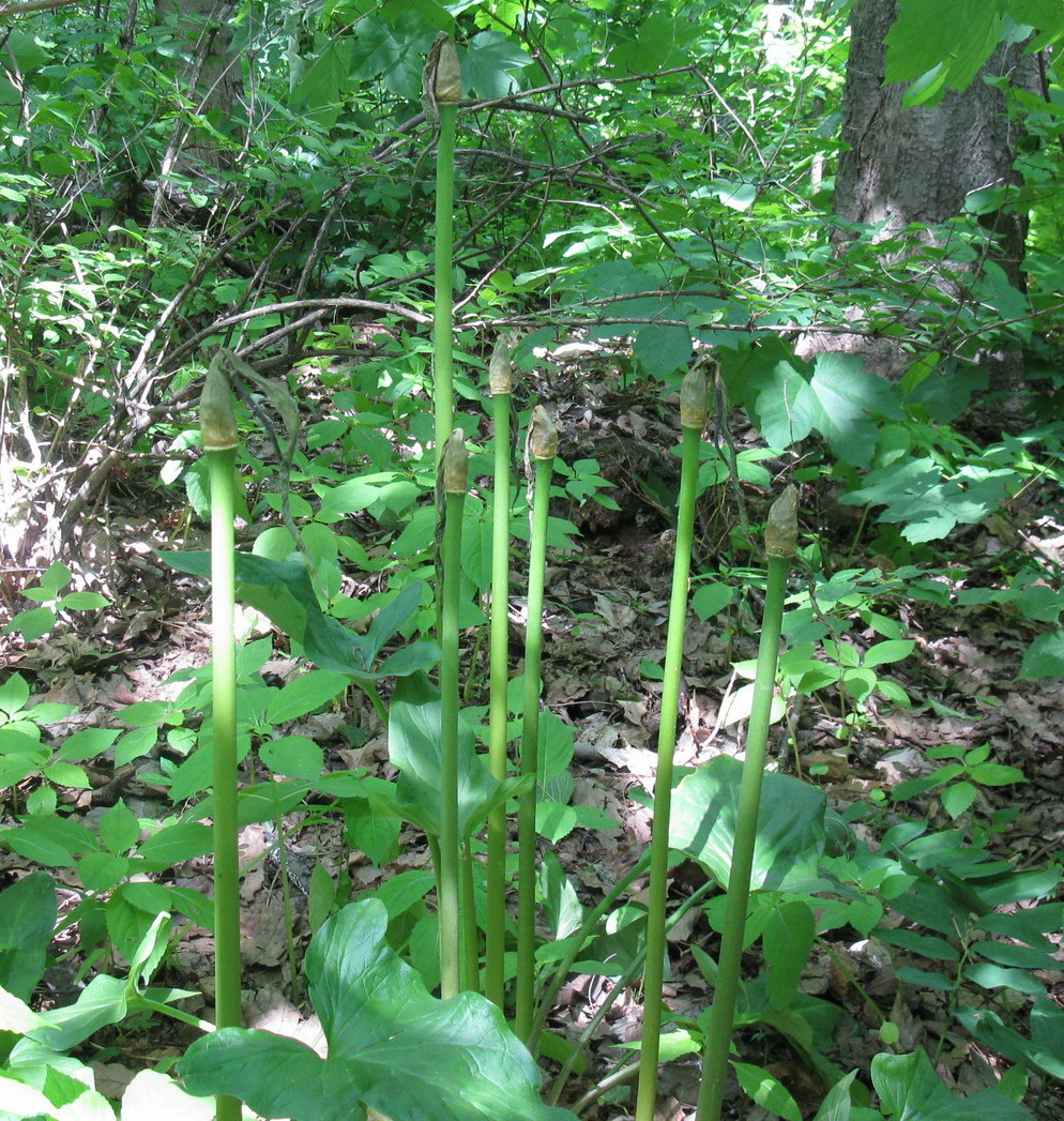 Изображение особи Arum rupicola.