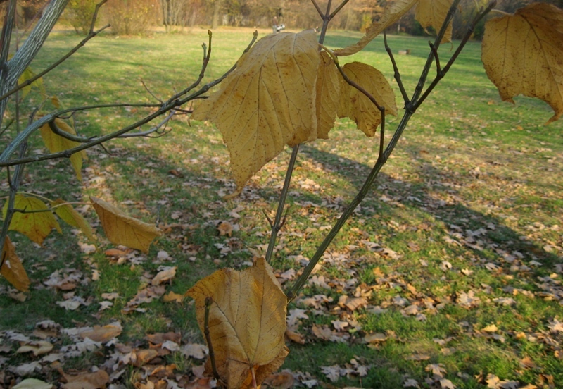 Image of Acer pensylvanicum specimen.