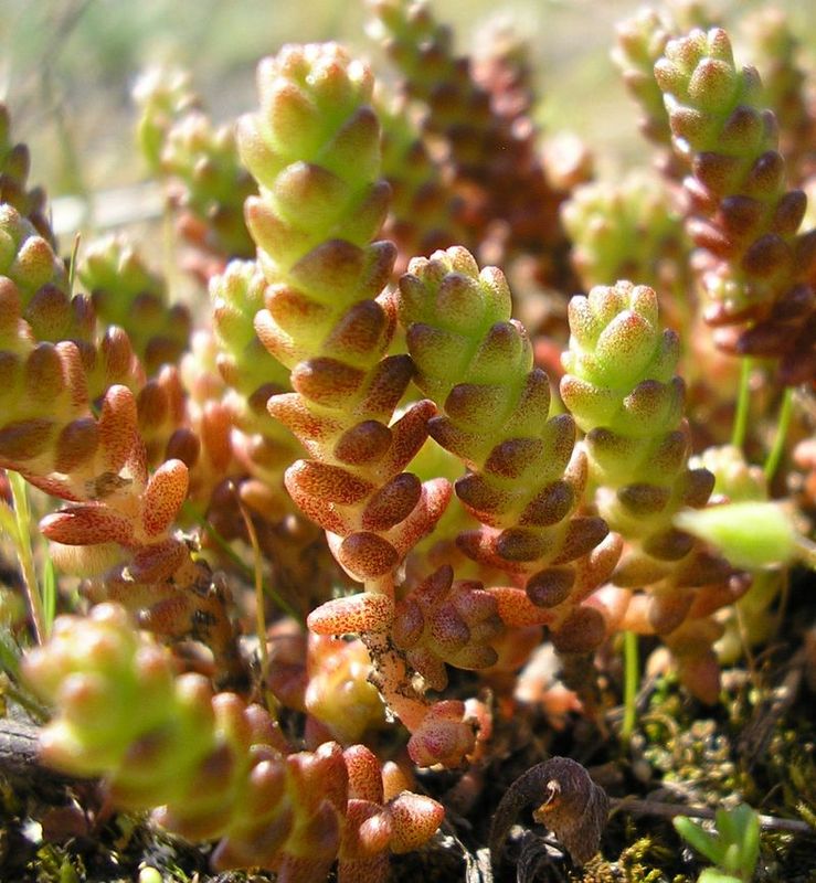 Image of Sedum acre specimen.