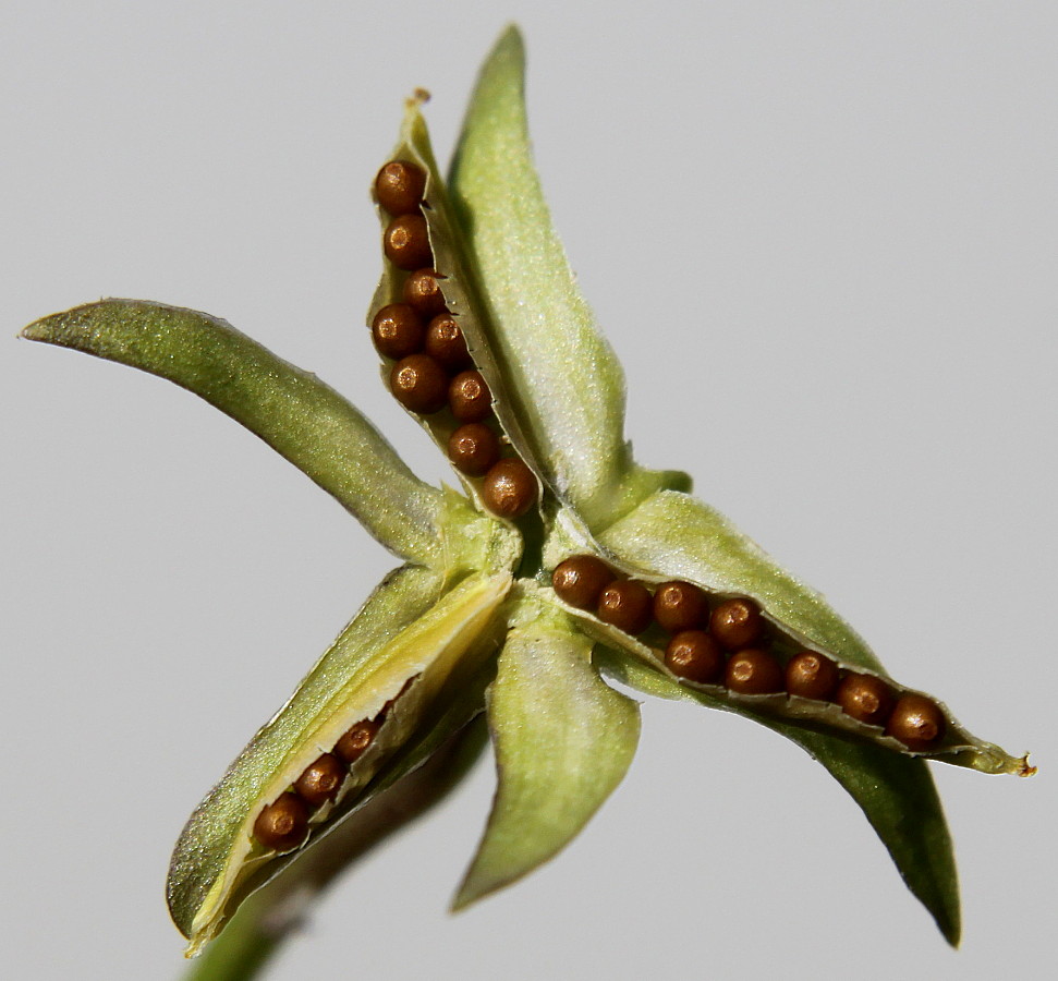 Image of Viola wittrockiana specimen.