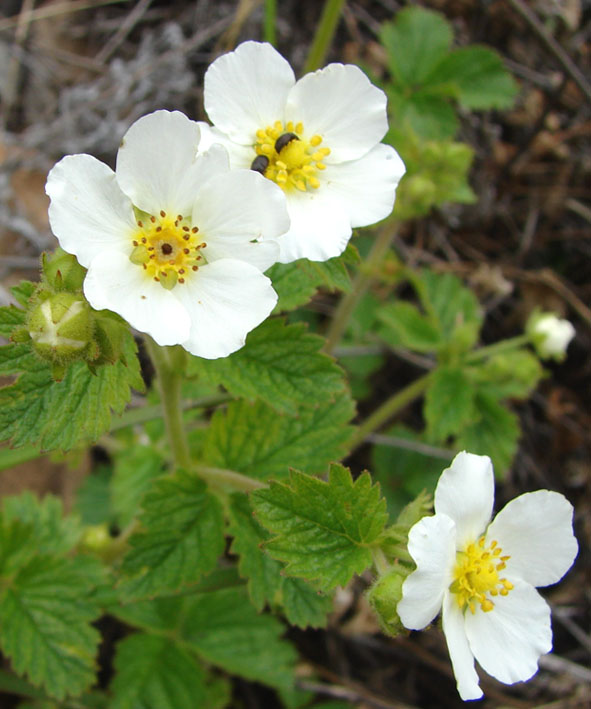 Изображение особи Potentilla inquinans.