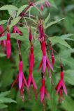 Fuchsia magellanica. Соцветия. Германия, г. Krefeld, ботанический сад. 31.07.2012.