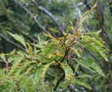 Fagus sylvatica. Ветки с листьями и покоящимися почками (культивар 'Aspleniifolia'). Нидерланды, г. Venlo, \"Floriada 2012\". 11.09.2012.