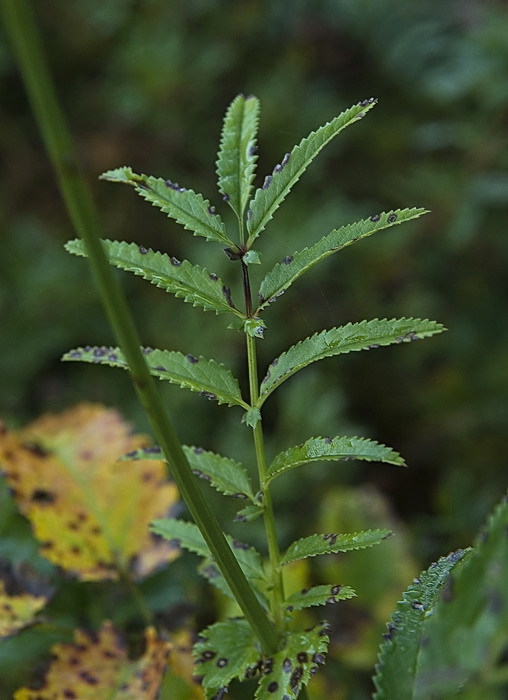 Image of genus Sanguisorba specimen.