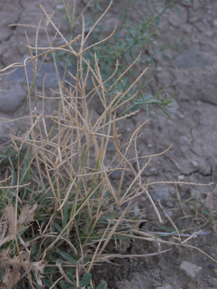 Image of Cynodon dactylon specimen.