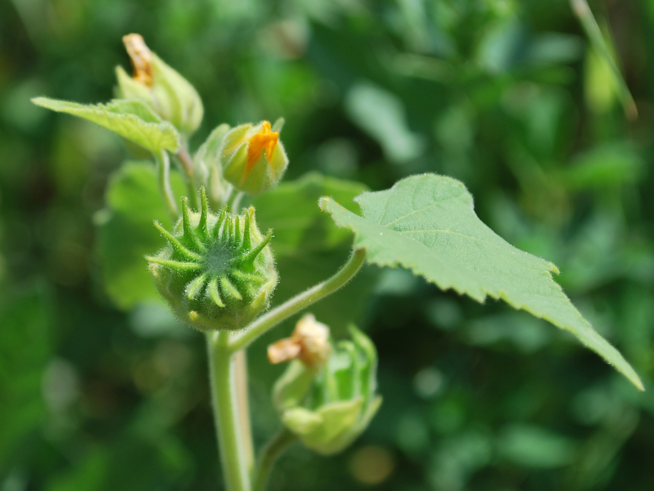 Image of Abutilon theophrasti specimen.