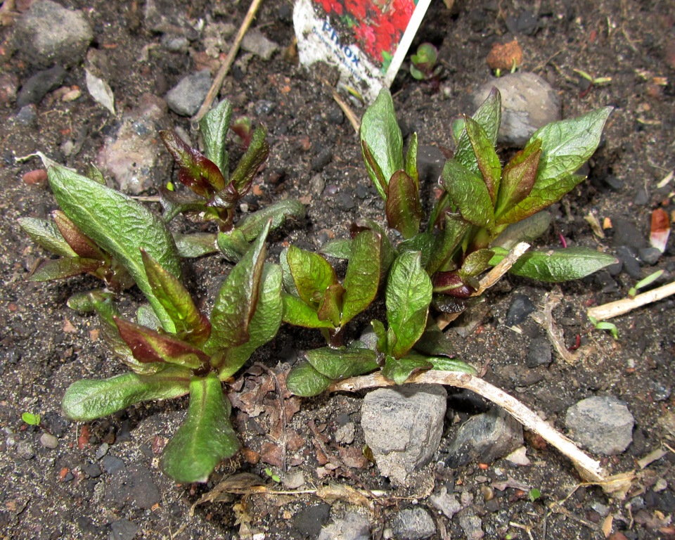 Изображение особи Phlox paniculata.