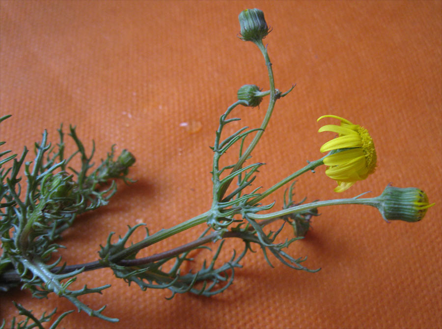 Image of genus Senecio specimen.