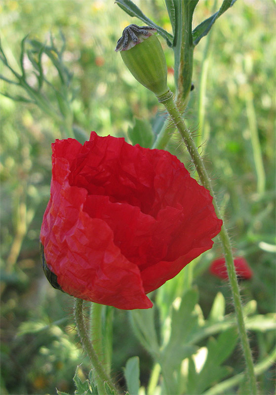 Image of Papaver umbonatum specimen.