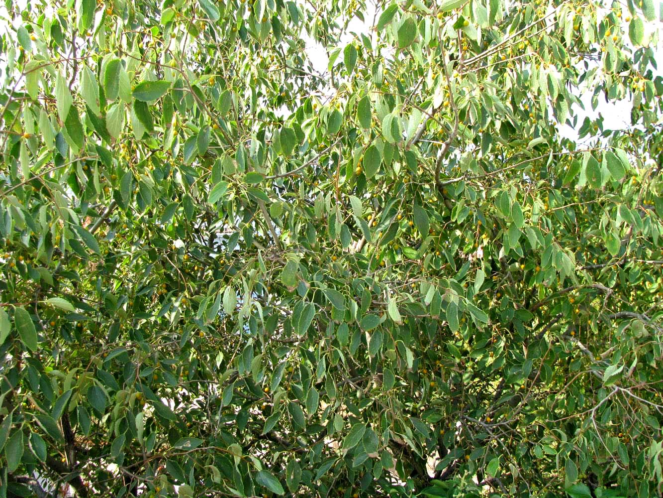 Image of genus Celtis specimen.