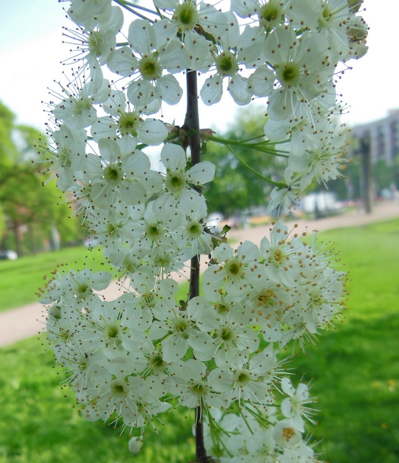 Изображение особи Cerasus pensylvanica.