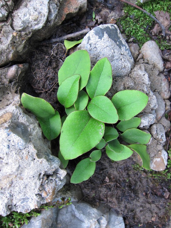 Изображение особи Pyrrosia petiolosa.