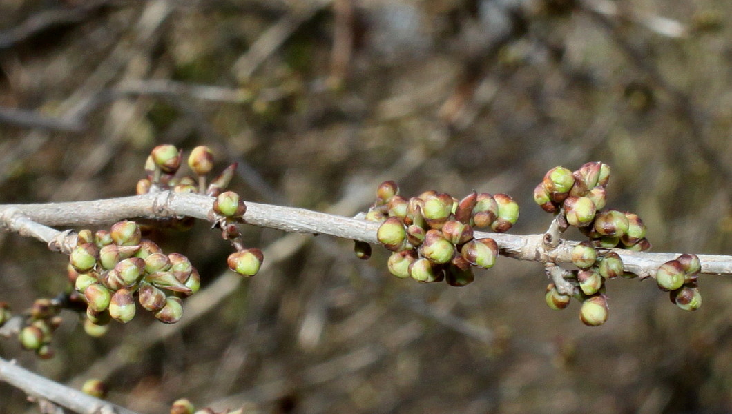 Image of Lindera praecox specimen.