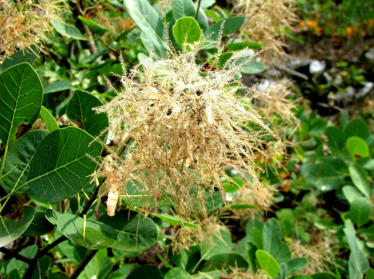 Image of Cotinus coggygria specimen.