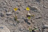 Tulipa scythica