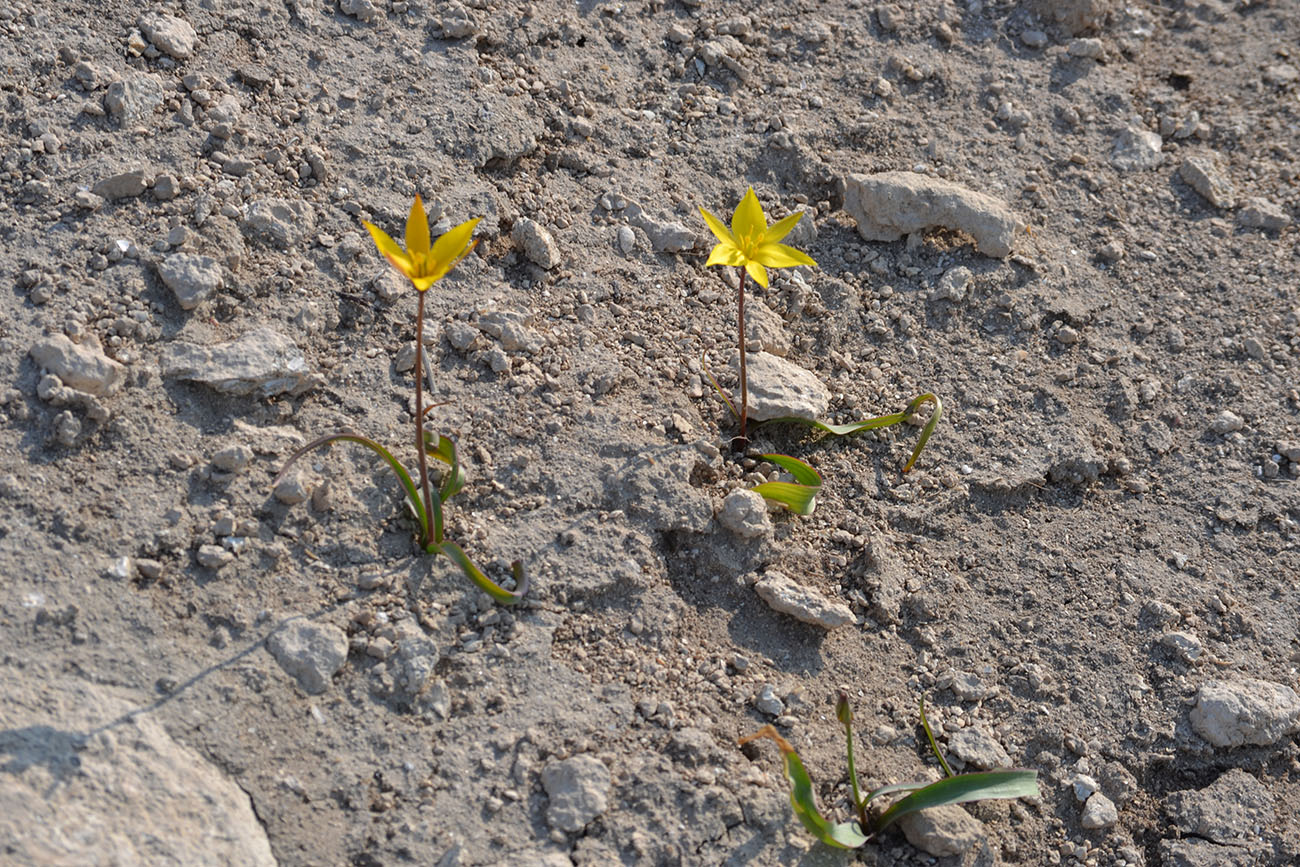 Image of Tulipa scythica specimen.