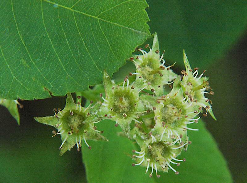 Image of Amelanchier spicata specimen.