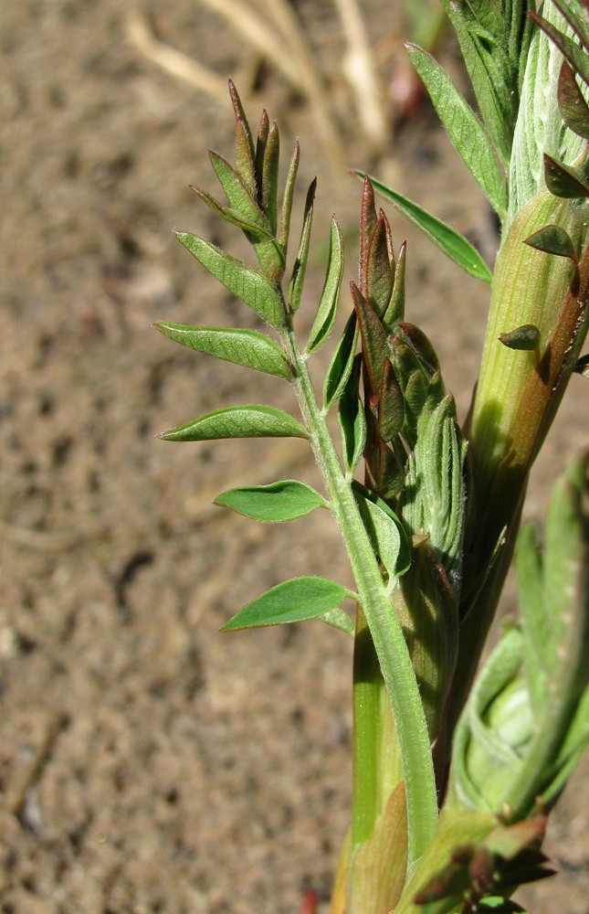 Изображение особи семейство Fabaceae.