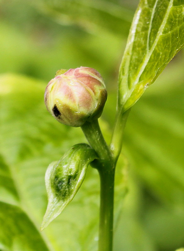 Image of Calycanthus chinensis specimen.