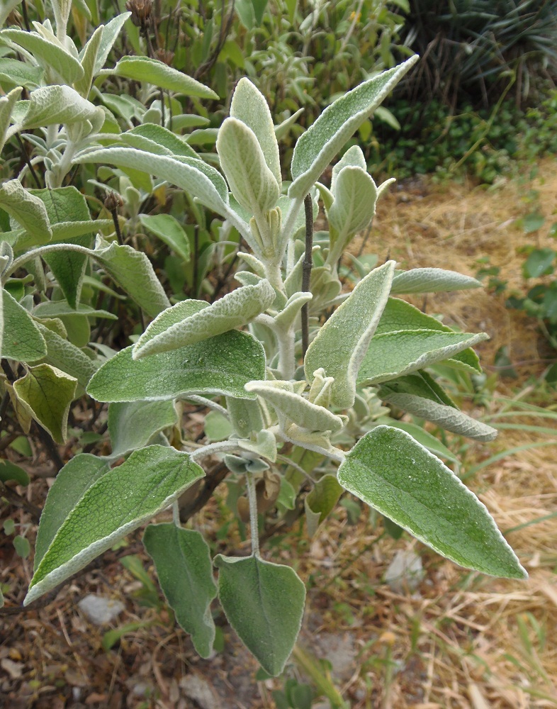 Изображение особи Phlomis fruticosa.