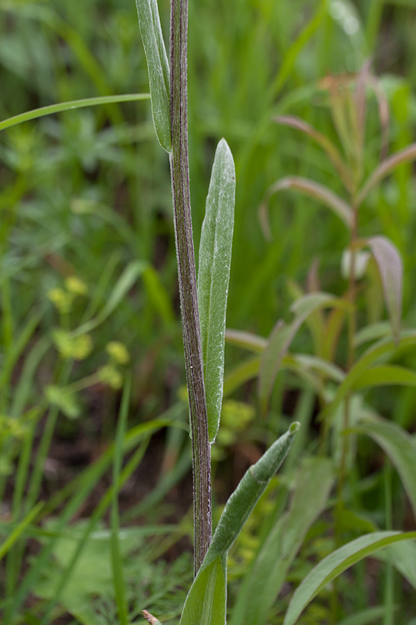 Image of Tephroseris integrifolia specimen.