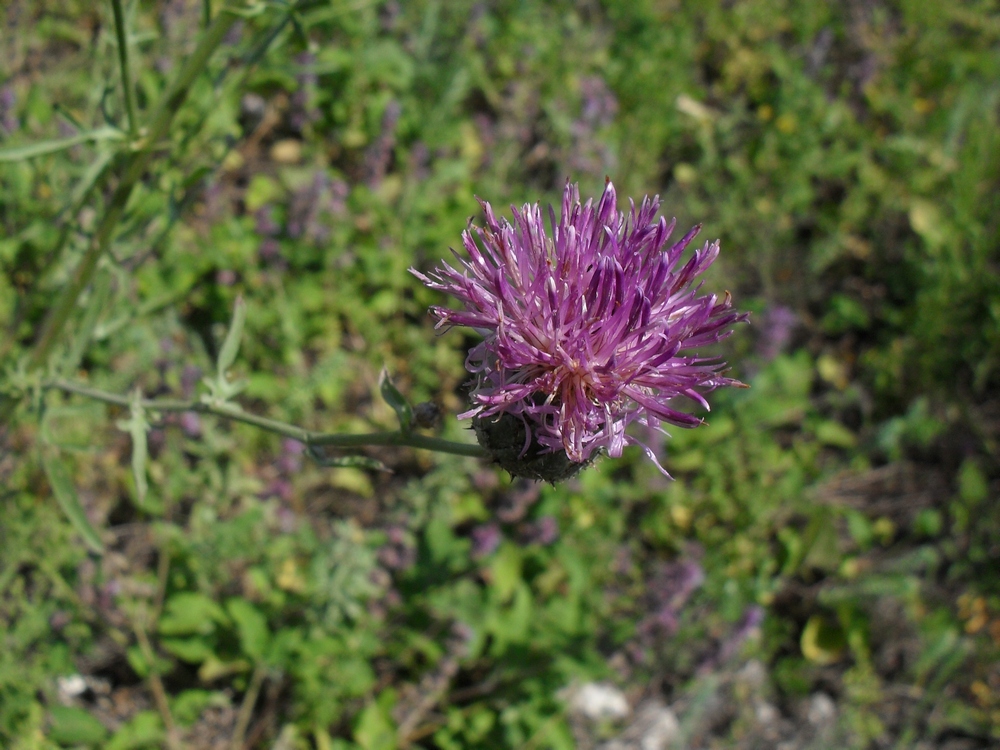 Image of Centaurea pseudocoriacea specimen.