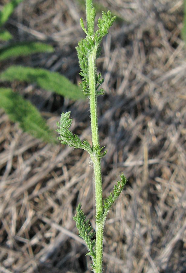 Изображение особи род Achillea.