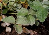 Potentilla argyrophylla разновидность atrosanguinea. Листья. Германия, г. Krefeld, Ботанический сад. 10.06.2013.