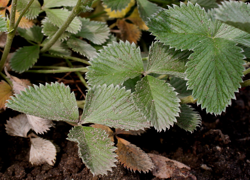 Изображение особи Potentilla argyrophylla var. atrosanguinea.