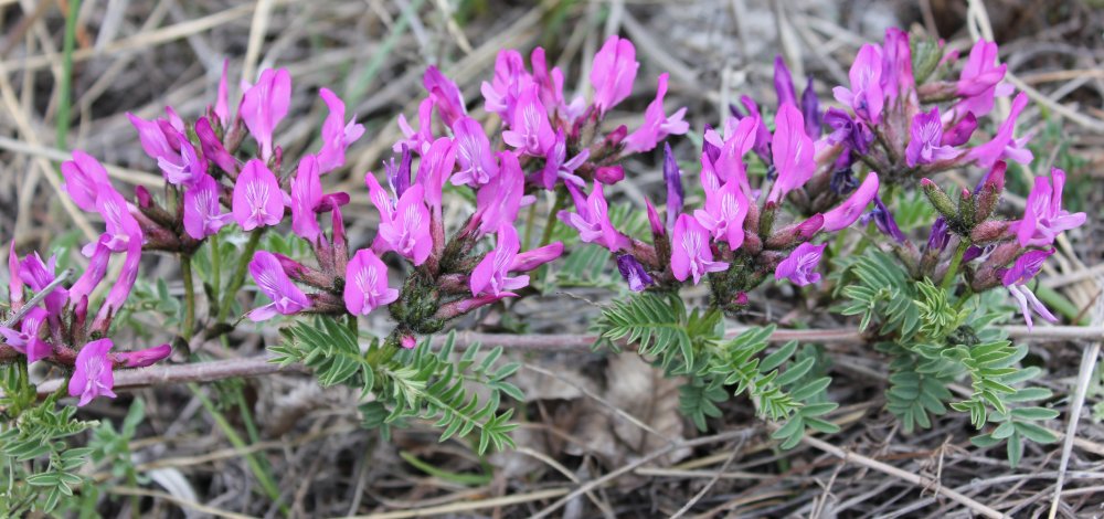 Image of Astragalus suffruticosus specimen.