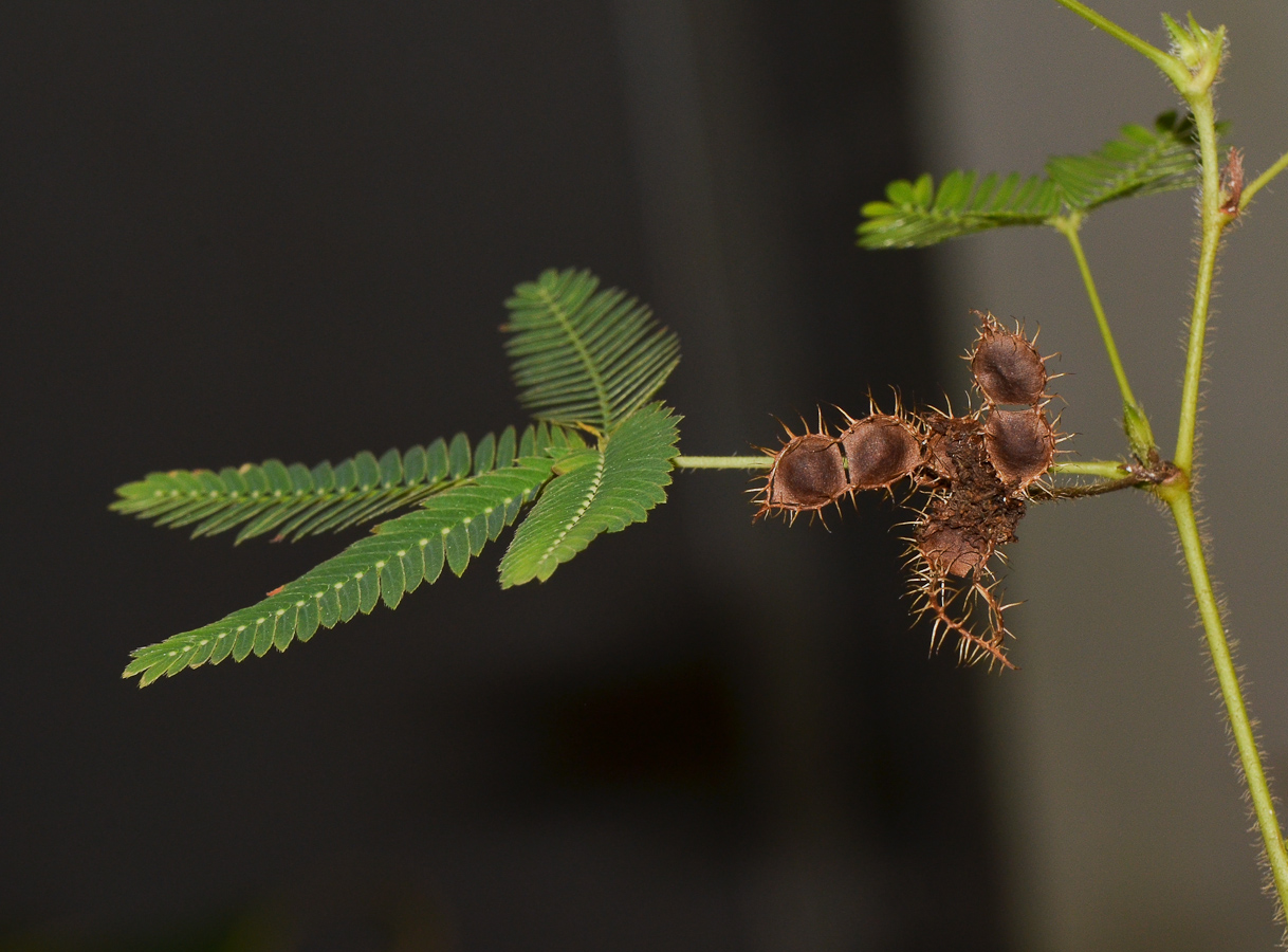 Image of Mimosa pudica specimen.