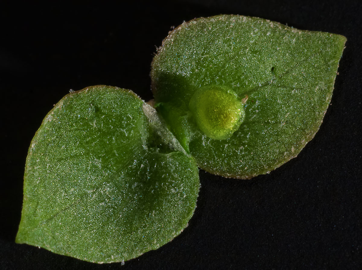 Image of Atriplex sagittata specimen.