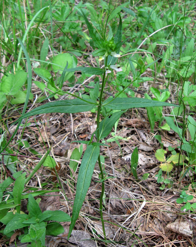 Image of Melampyrum pratense specimen.