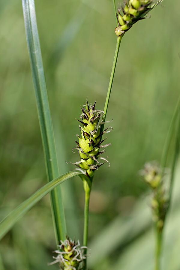 Image of Carex melanostachya specimen.