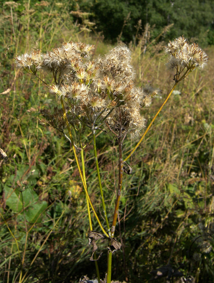 Image of Caucasalia pontica specimen.