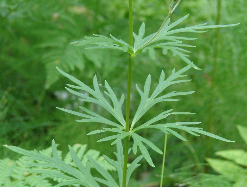 Image of Aconitum baicalense specimen.