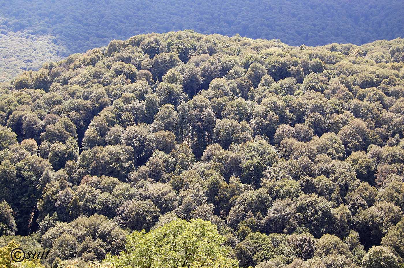 Image of Fagus &times; taurica specimen.