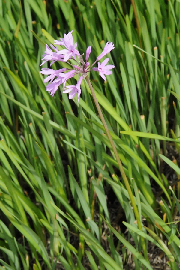 Изображение особи Tulbaghia violacea.